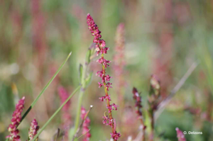 Oseille tête-de-bœuf, Rumex Tête-de-boeuf © O. Delzons