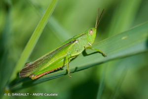 Criquet tricolore © E. SANSAULT - ANEPE Caudalis