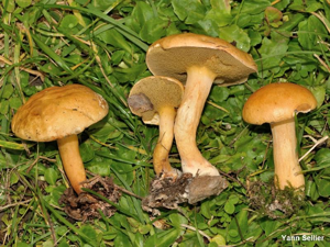 Bolet des bouviers © Y. Sellier
