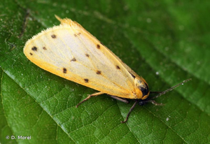 Endrosie diaphane (L'), Callimorphe arrosée (La) © D. Morel
