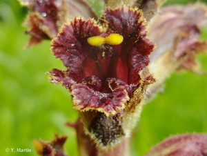 Orobanche grêle, Orobanche à odeur de Girofle © 