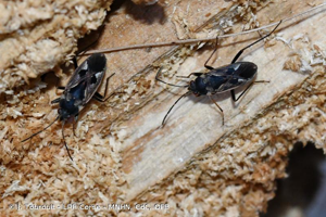  © J. Touroult - LPR Corse - MNHN, CdC, OFB