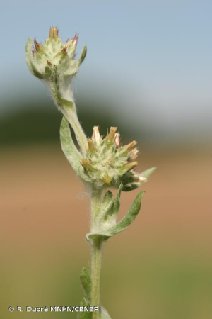 Cotonnière jaunâtre, Cotonnière jaunissante © R. Dupré MNHN/CBNBP