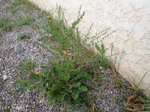 Patience élégante, Rumex joli © 