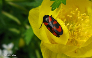 Cercope, Crachat de coucou © F. Michalke