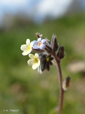 Myosotis bicolore, Myosotis changeant © H. TINGUY