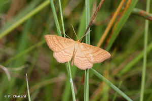 Acidalie ocreuse (L') © P. Chatard