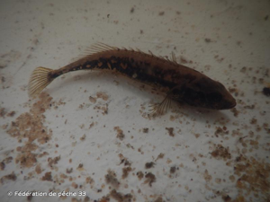 Épinochette © Fédération de pêche 33