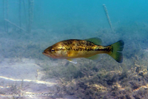 Achigan à grande bouche, Black-bass à grande bouche, Perche d'Amérique, Perche noire, Perche truite, Perche truitée © V. Prié - Association Caracol