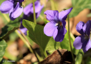 Violette de Rivinus, Violette de rivin © J. LAIGNEL
