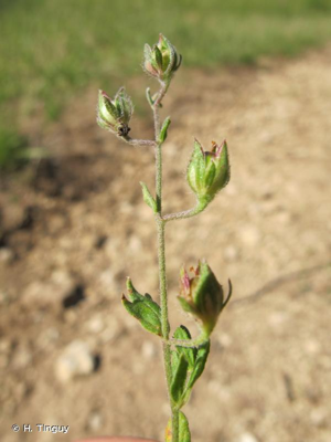 Hélianthème à feuilles de saule © H. Tinguy