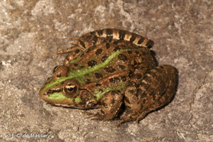 Grenouille de Pérez (La) © J.-C. de Massary