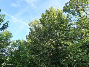 Tilleul à grandes feuilles © 