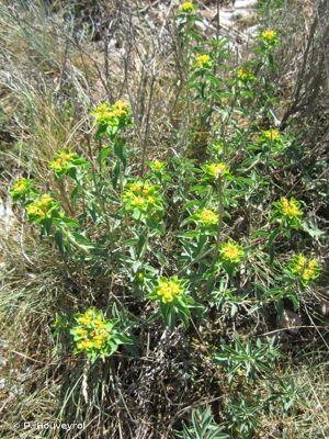 Euphorbe de Séguier © P. Rouveyrol