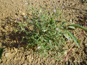 Petite linaire, Petit Chaenorrhinum © P. Gourdain