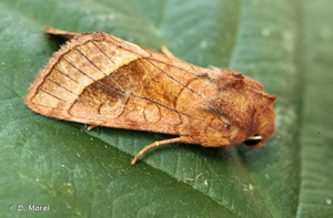 Noctuelle de la Pomme de Terre (La) © D. Morel