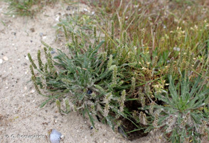 Plantain Corne-de-cerf, Plantain corne-de-bœuf, Pied-de-corbeau © O. Roquinarc'h