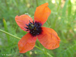 Pavot argémone, Coquelicot Argémone © 