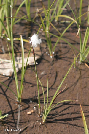 Linaigrette grêle © S. Filoche