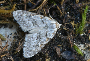 Nole crêtée (La), Nole-Aigrette (La) © D. Morel