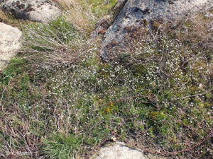 Spergule des champs, Espargoutte des champs, Spargelle © 