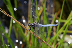 Orthétrum bleuissant (L') © M. Lohr