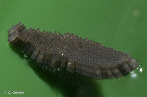 Moustique commun, Maringouin © C. Quintin