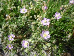 Spergulaire du sel © P. Rouveyrol