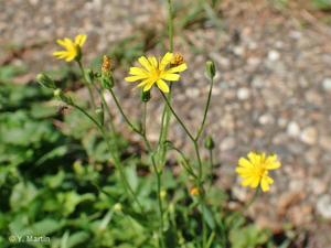Crépide capillaire, Crépis à tiges capillaires © 