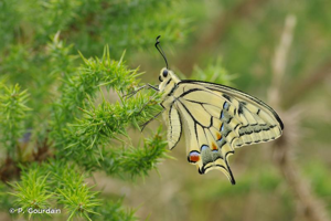 Machaon (Le), Grand Porte-Queue (Le) © P. Gourdain
