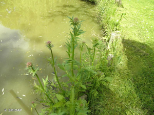 Valériane officinale, Valériane des collines © SMIDAP