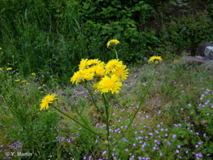 Crépide bisannuelle © 