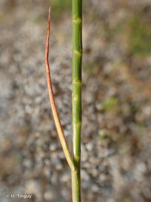 Lepture cylindrique © H. Tinguy