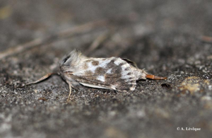 Petite marbrure (La), Cossus marbré (Le) © A. LEVEQUE