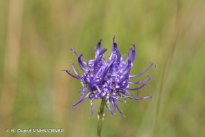 Raiponce orbiculaire, Raiponce délicate © R. Dupré MNHN/CBNBP
