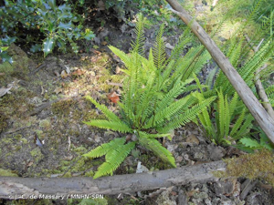 Blechnum en épi, Blechne © J.-C. de Massary / MNHN-SPN
