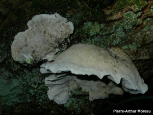 Polypore bleuté des feuillus © PA. Moreau