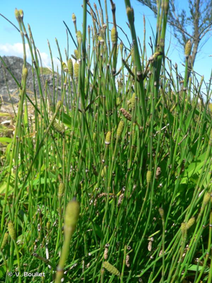 Prêle très rameuse, Prêle rameuse © V. Boullet