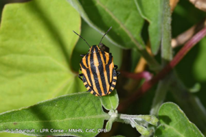  © J. Touroult - LPR Corse - MNHN, CdC, OFB