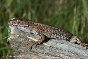 Lézard des murailles (Le) © J.-C. de Massary