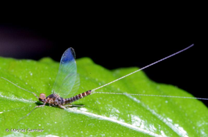 Ephémère, Mouche de mai © Michel Garnier