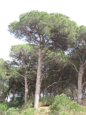 Pin parasol, Pin pignon, Pin d'Italie © P. Rouveyrol