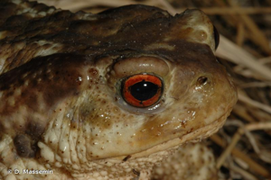 Crapaud épineux (Le) © D. Massemin