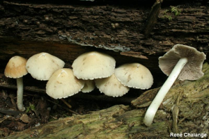 Hypholome de De Candolle © R. Chalange