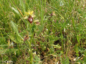 Ophrys araignée © 