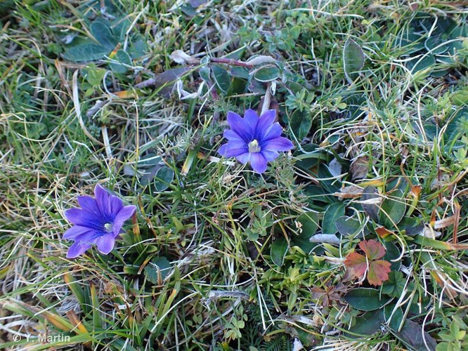 Gentiane des Pyrénées &copy; 