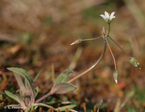 Holostée en ombelle © S. Filoche