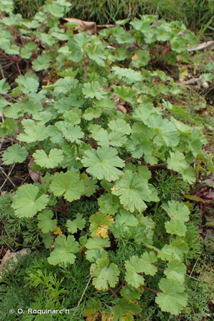 Géranium à feuilles rondes, Mauvette © O. Roquinarc'h