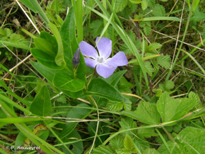 Grande pervenche © P. Rouveyrol