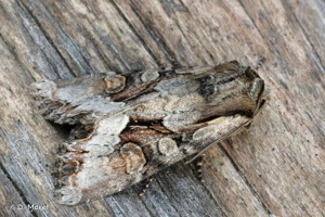 Noctuelle du Genêt (La) © D. Morel